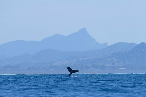The Byron Bay Sea Kayak Tour - Accommodation NT 0