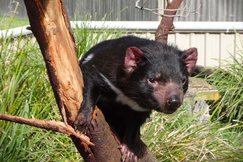 Tasmania 4 Day East Coast + Launceston - Accommodation NT 2