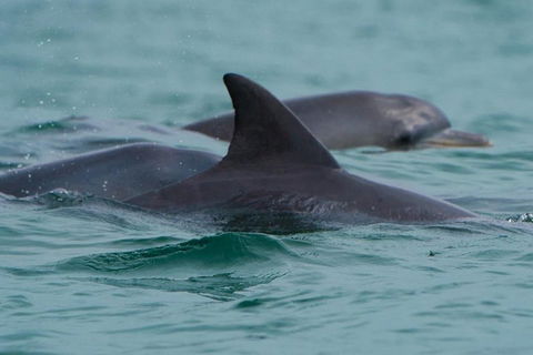 Noosa Oceanrider Scenic Dolphin Safari - Accommodation NT 1