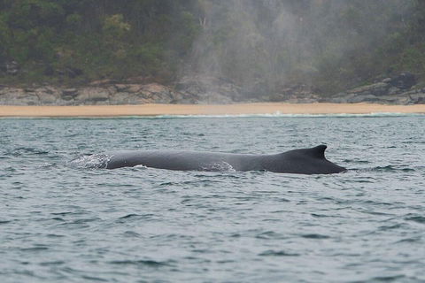 2-Hour Guided Whale Watching Tour At Noosa - Accommodation NT 5