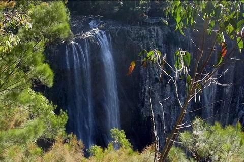 Byron Bay Hinterland Tour Including Rainforest Walk To Minyon Falls - Accommodation NT 0