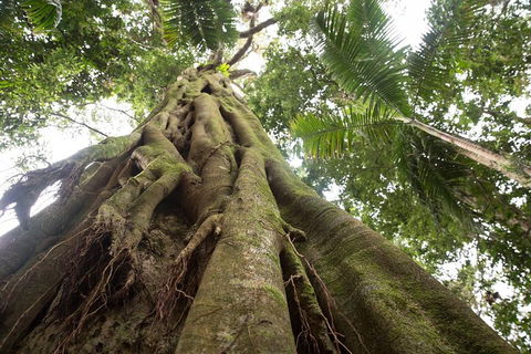 Byron Bay Hinterland Tour Including Rainforest Walk To Minyon Falls - Accommodation NT 2