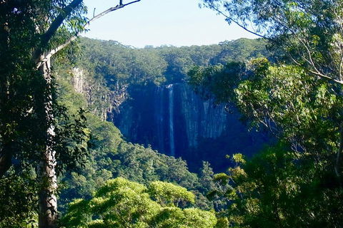 Byron Bay Hinterland Tour Including Rainforest Walk To Minyon Falls - Accommodation NT 4