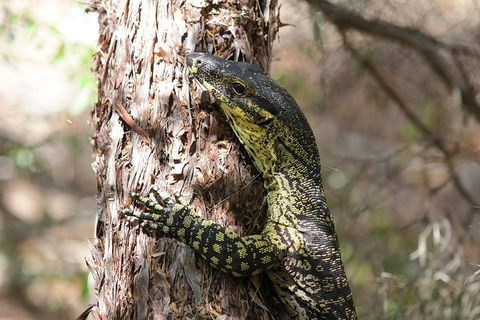 Byron Bay Combo: Hinterland Tour Including Minyon Falls And Kayaking With Dolphins - Accommodation NT 0