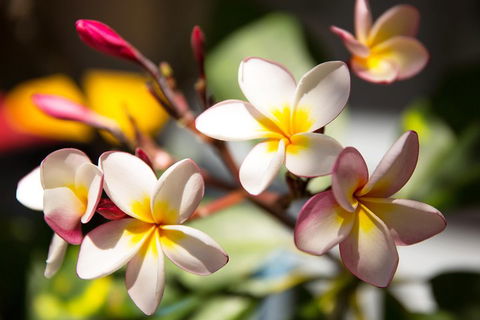 Byron Bay Combo: Hinterland Tour Including Minyon Falls And Kayaking With Dolphins - Accommodation NT 1