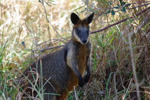 Byron Bay Combo: Hinterland Tour Including Minyon Falls And Kayaking With Dolphins - Accommodation NT 2