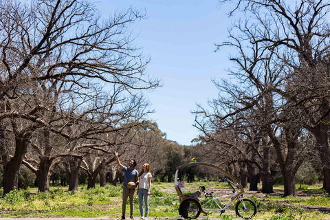 Adelaide 90-Minute Pedicab Tour: Scenic Green & River Experience - Accommodation NT 1