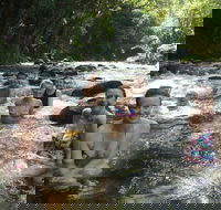 Daintree Rainforest Cape Tribulation Mossman Gorge Small-Group Day Tour - Accommodation NT