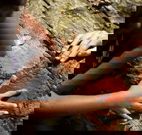 Ngana Julaymba Dungay - Full Day - Accommodation NT