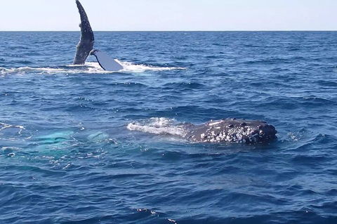 Noosa Whale Watching - Accommodation NT 0