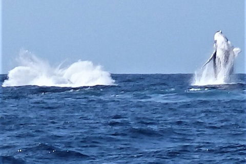 Noosa Whale Watching - Accommodation NT 3