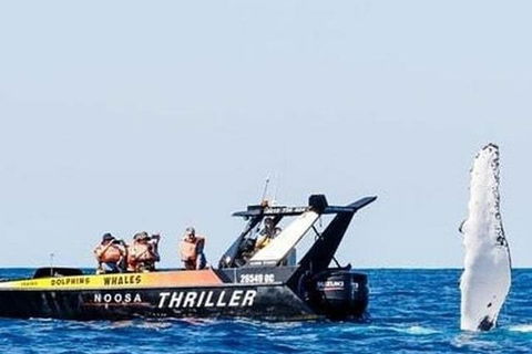 Noosa Whale Watching - Accommodation NT 4