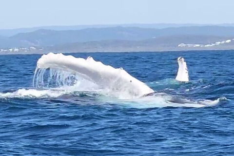Noosa Whale Watching - Accommodation NT 5