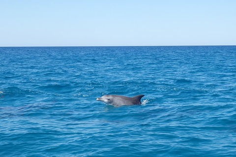 Noosa Wild Dolphin Safari - Accommodation NT 1