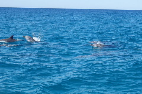 Noosa Wild Dolphin Safari - Accommodation NT 4