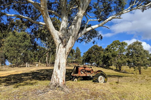 Blue Mountains Private Tour - Wild Kangaroos, Waterfalls And The Three Sisters - Accommodation NT 1