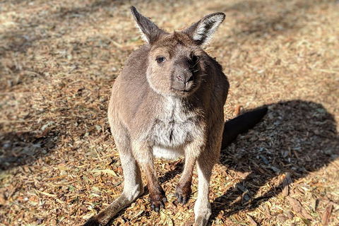 Blue Mountains Private Tour - Wild Kangaroos, Waterfalls And The Three Sisters - Accommodation NT 2
