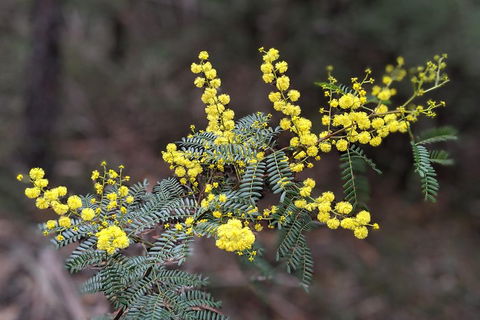 Blue Mountains Private Tour - Wild Kangaroos, Waterfalls And The Three Sisters - Accommodation NT 4