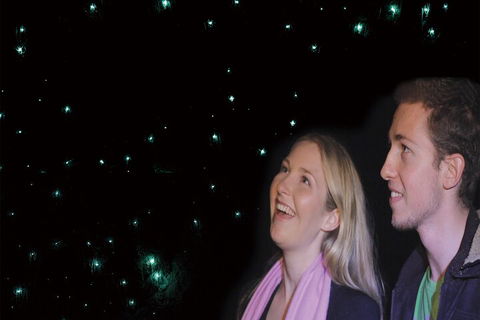 Natural Bridge Glow Worm Night Tour From Gold Coast - Accommodation NT 3