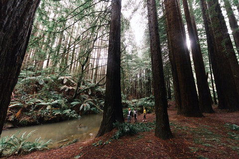 LGBT+ Friendly 3 Day Private Tour Great Ocean Road & Phillip Island - Accommodation NT 2