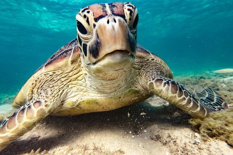 Sail, Snorkel, SUP & Kayak Charter Whitsundays - Accommodation NT 0