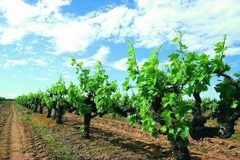 7 Days Perth All-Inclusive Touring Grand Package - Accommodation NT 2