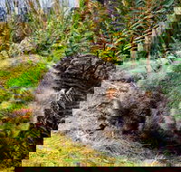 Cradle Mountain National Park Day Tour from Launceston - Accommodation NT