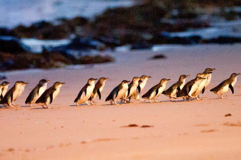 Half-Day Or Full-Day Tour With Private Guide From Melbourne - Accommodation NT 5