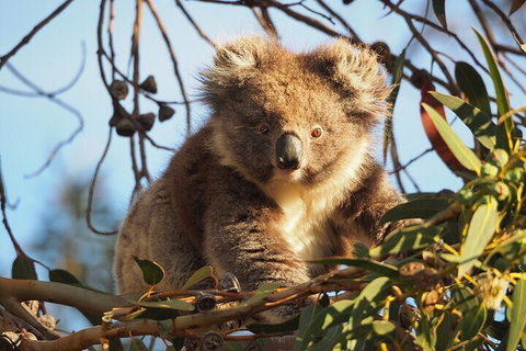 2-Hour Koala Walking Tour In Kangaroo Island - Accommodation NT 0