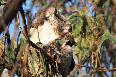 2-Hour Koala Walking Tour In Kangaroo Island - Accommodation NT 1