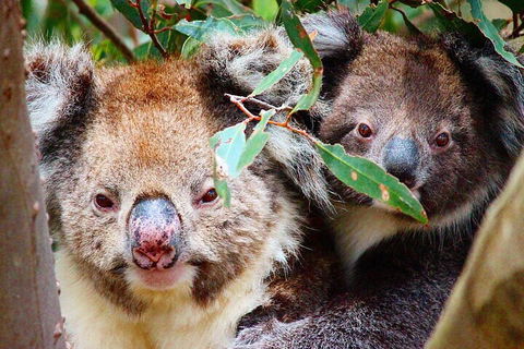 2 Hour Bike Tour In Kangaroo Island - Accommodation NT 5