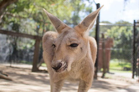 Currumbin Wildlife Sanctuary General Entry Ticket - Accommodation NT 2