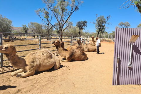West MacDonnell Ranges Half-Day Small-Group Tour With Camel Ride - Accommodation NT 0
