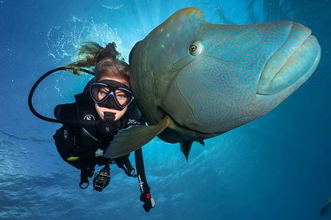 Great Barrier Reef Snorkeling And Diving Cruise From Cairns - Accommodation NT 0