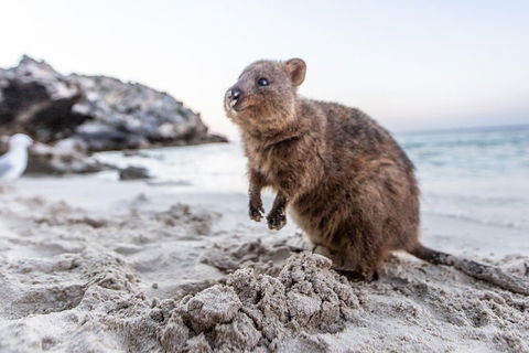 Rottnest Island All-Inclusive Grand Island Tour From Fremantle - Accommodation NT 2