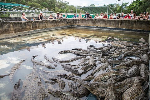 Breakfast With The Koalas At Hartley's Crocodile Park From Cairns Or Palm Cove - Accommodation NT 1