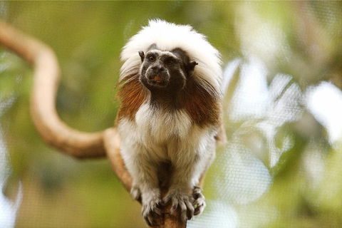 Breakfast With The Koalas At Hartley's Crocodile Park From Cairns Or Palm Cove - Accommodation NT 3