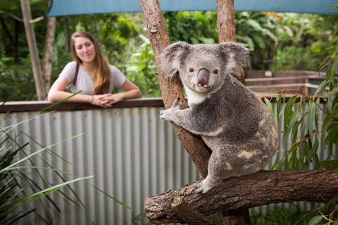 Breakfast With The Koalas At Hartley's Crocodile Park From Cairns Or Palm Cove - Accommodation NT 5