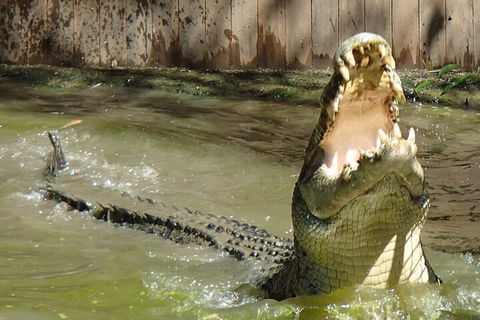Hartley's Crocodile Adventures Day Trip From Palm Cove - Accommodation NT 3