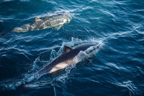 Sydney Whale-Watching Cruise - Accommodation NT 0