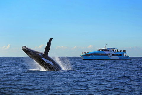 Sydney Whale-Watching Cruise - Accommodation NT 5