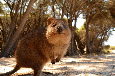 Pinnacles & Rottnest Island Scenic Air & Ground Tour - Accommodation NT 0