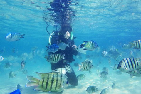 Adventure Moreton Island Scuba Dive Tour - Accommodation NT 1