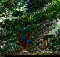 Full Day Daintree Rainforest and Mossman Gorge Tour - Accommodation NT