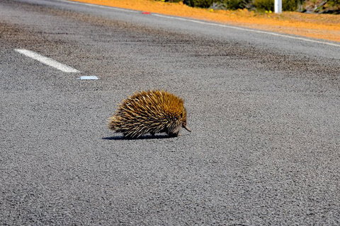 Kangaroo Island Luxury Small Group 'Flinders Chase Focus' Full Day Tour - Accommodation NT 3