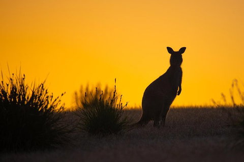 Kangaroo Island Luxury Small Group 'Flinders Chase Focus' Full Day Tour - Accommodation NT 5
