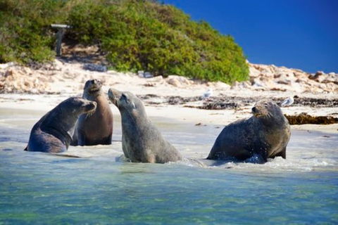 Dolphin, Penguin And Sea Lion Cruise - Accommodation NT 0