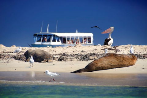 Dolphin, Penguin And Sea Lion Cruise - Accommodation NT 1