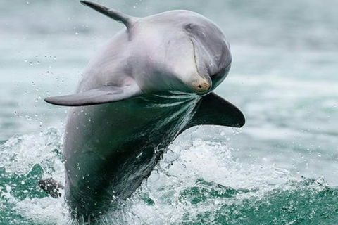 Dolphin, Penguin And Sea Lion Cruise - Accommodation NT 2