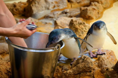 Dolphin, Penguin And Sea Lion Cruise - Accommodation NT 3